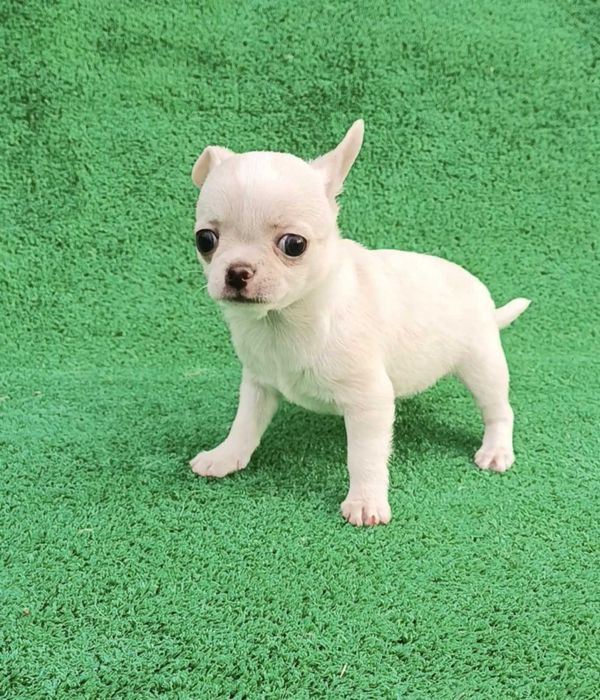 Чихуахуа девочки и мальчики минички