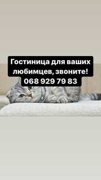 Уезжаете в отпуск и вам не с кем оставить своего питомца? Зоогостиница