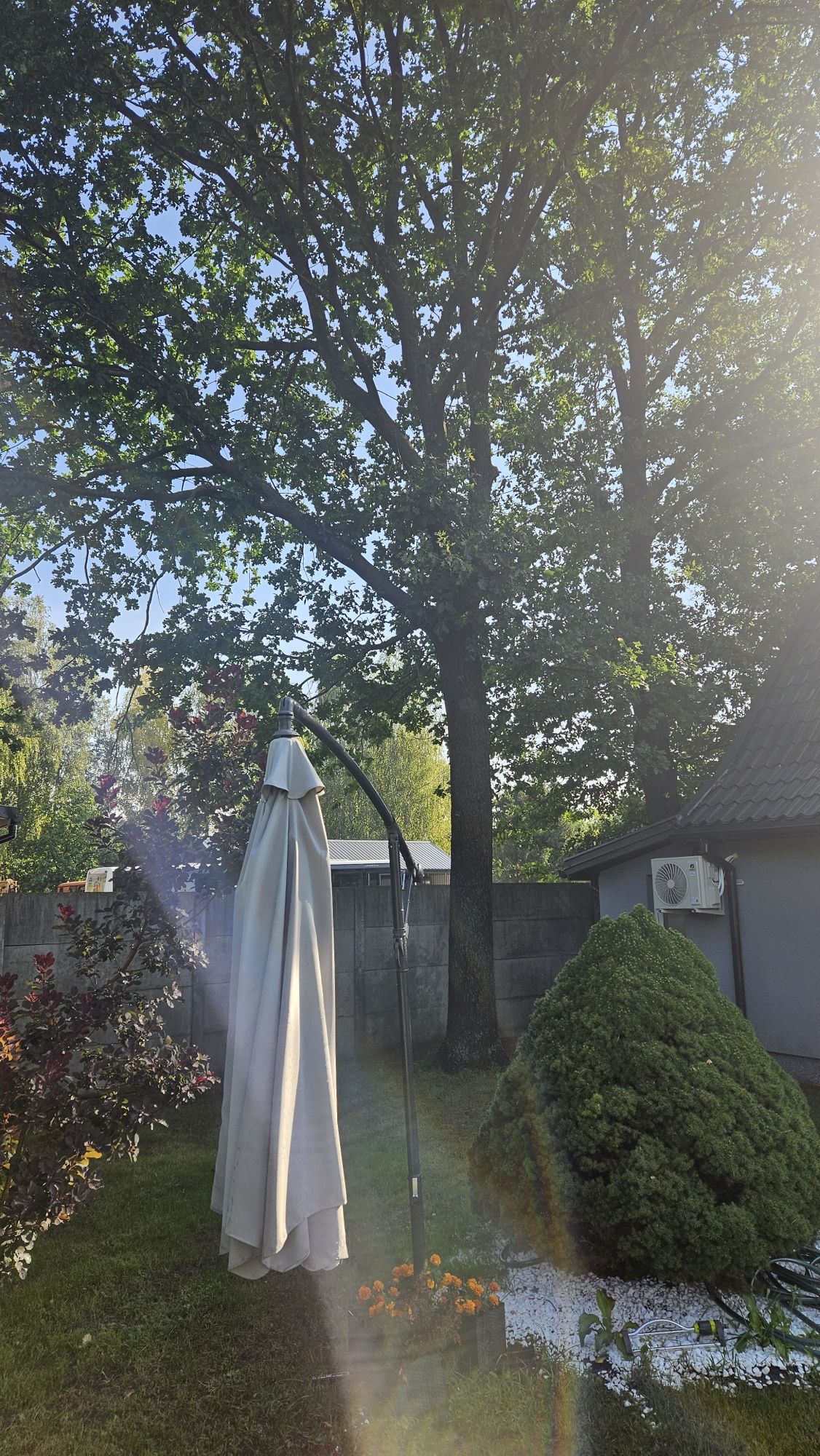 Sprzedam 3 dęby wycinka we własnym zakresie
