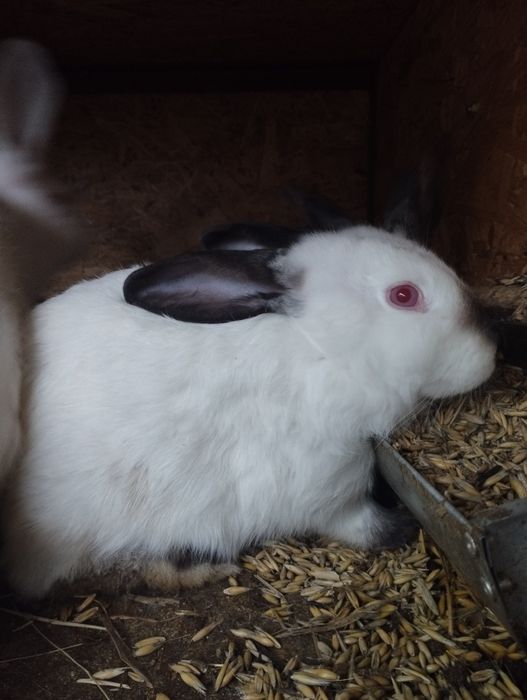 Króliki kalifornijskie