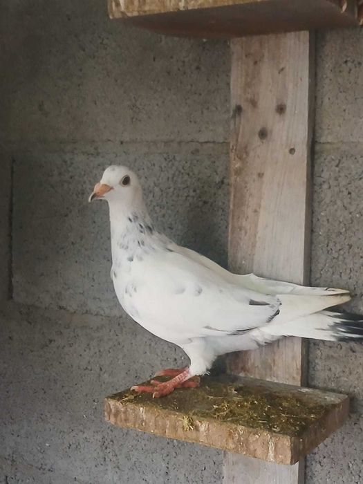 Pombos correios 2025