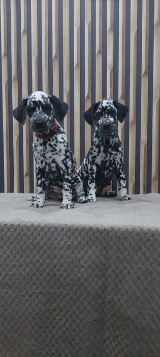 Dalmatyńczyk- suczka gotowa do odbioru