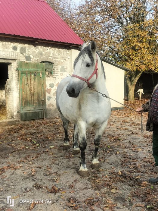 Sprzedam klacz zimnokrwistą