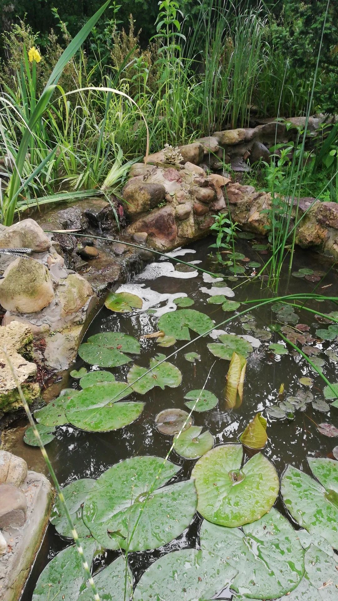 Консультація водойма з рибами,ставок,риби,акваріум,коропкоі,koiukraina