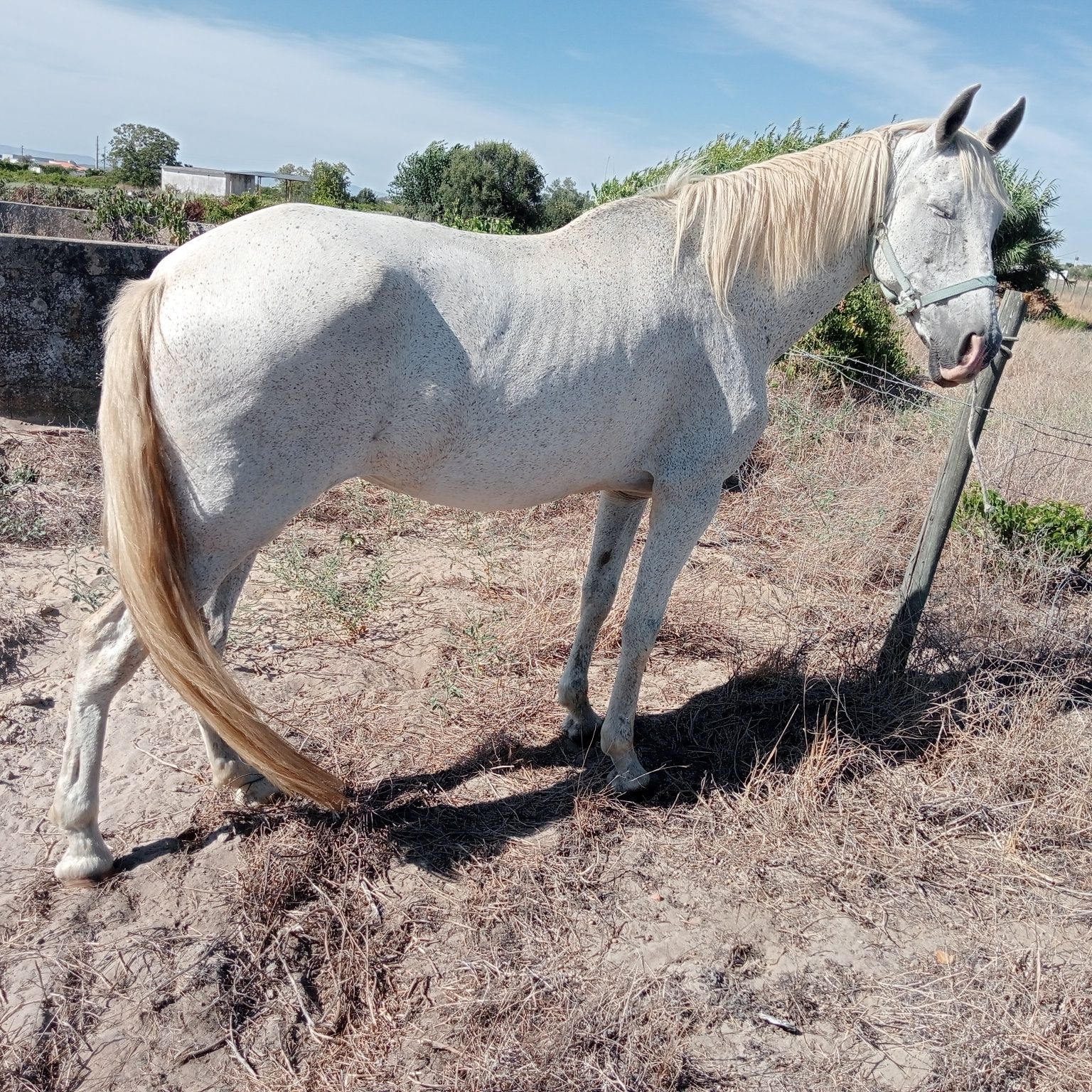 Cavalos a ver truque e vendo 700 €