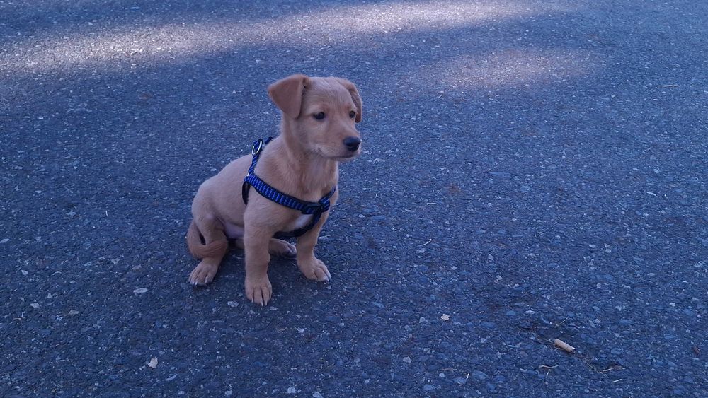 Cachorro porte pequeno ( fêmea) para adoção