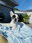 Bulldog Frances  macho fantastico