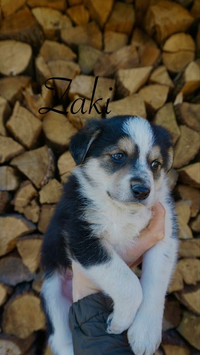 Border Collie piesek