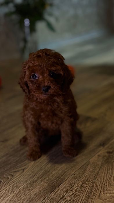 Роскошные Toy Poodle Red Brown, Китай