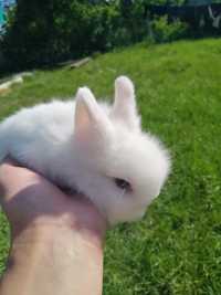 Продам маленьких кроликів