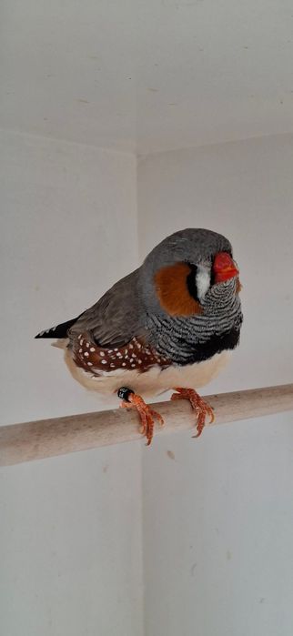 Mandarins de exposição