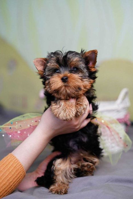 Йорк у серці: знайди свого друга!