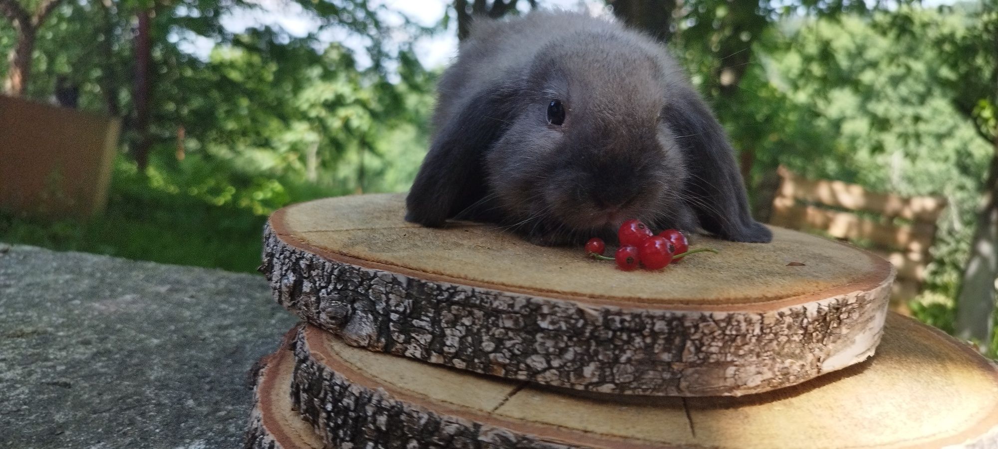 Królik miniaturka baranek mini lop