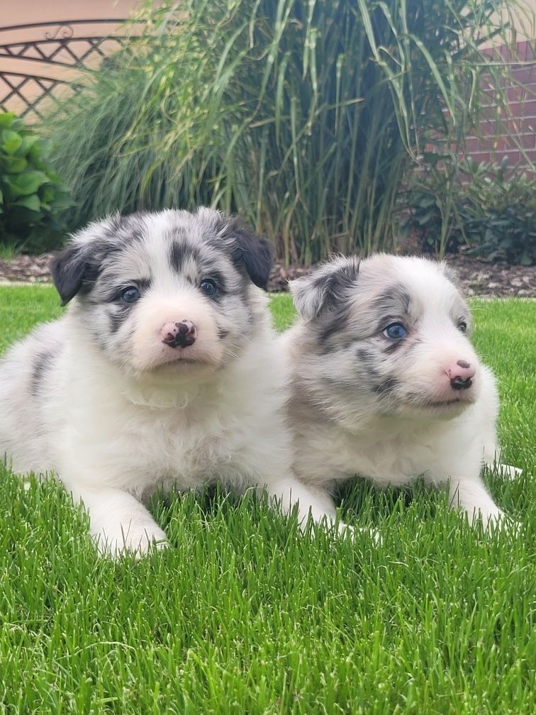 Border Collie Piesek 1 Zaprasza