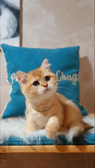 Золотая британская шиншилла ny12