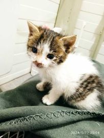 Mały 4-tygodniowy kotek szuka bezpiecznego domu