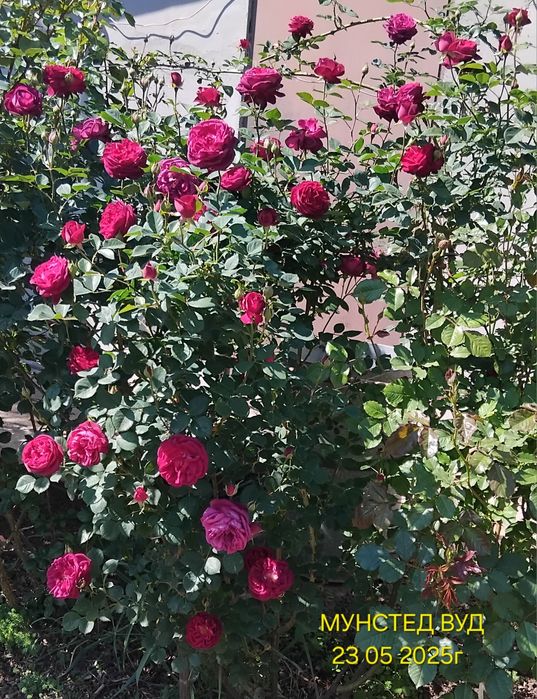 Розы плетистые, разные, на собственных  корнях.