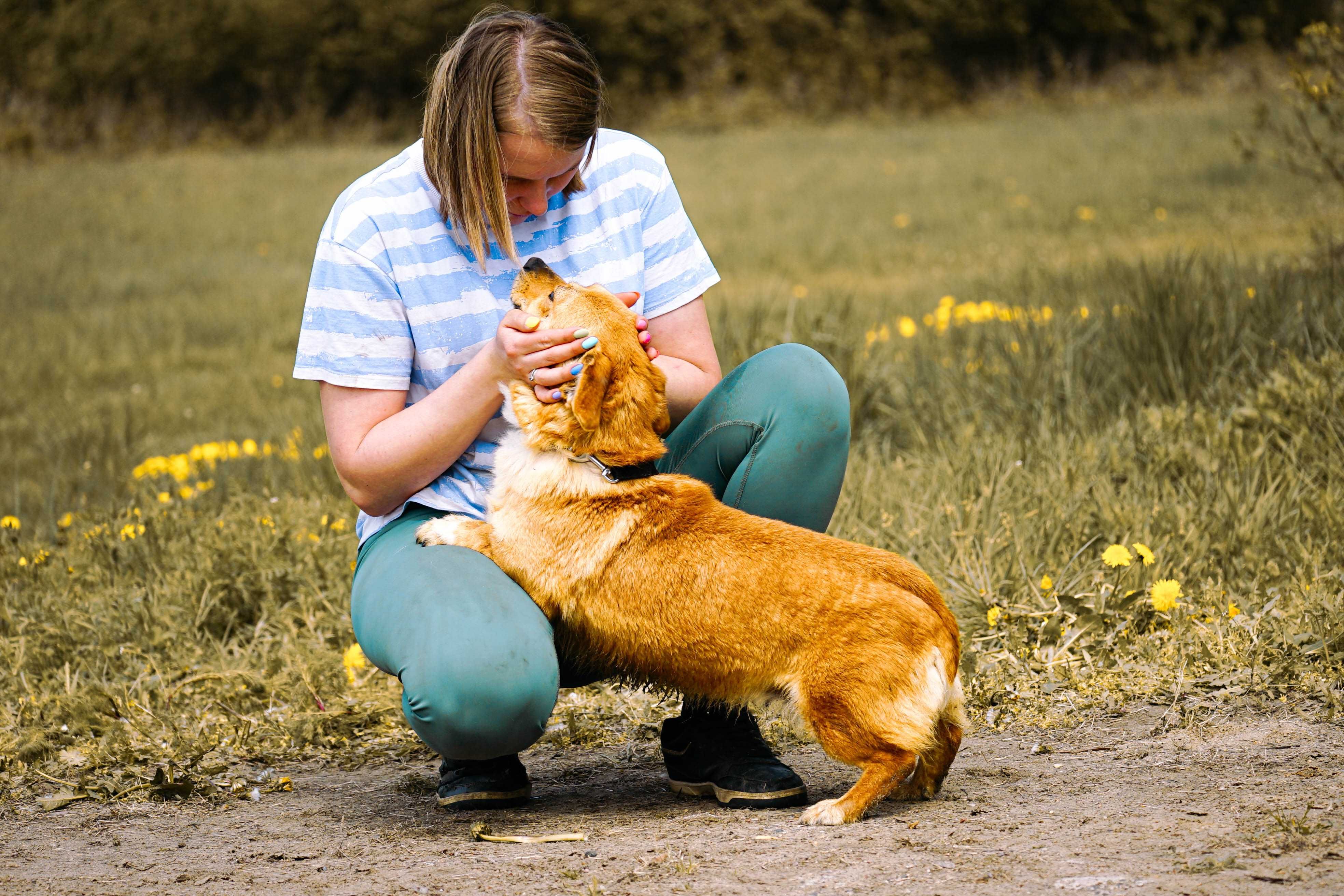MIKA - śliczna sunia w typie corgi