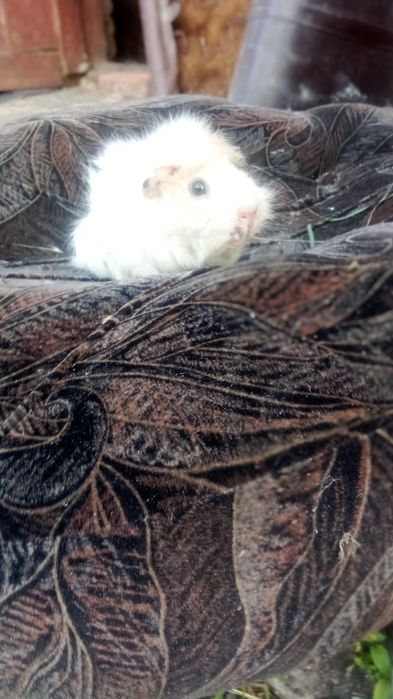 Морські свинки   одна штука 150 грн