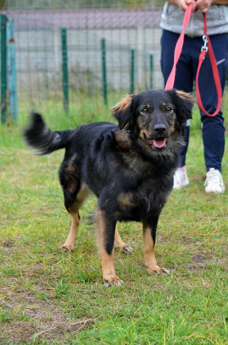 młodziutka śliczna sunia do adopcji