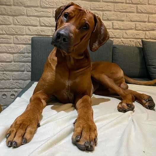 Samiec, szczeniak Rhodesian Ridgeback