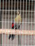 Turacos leucótis