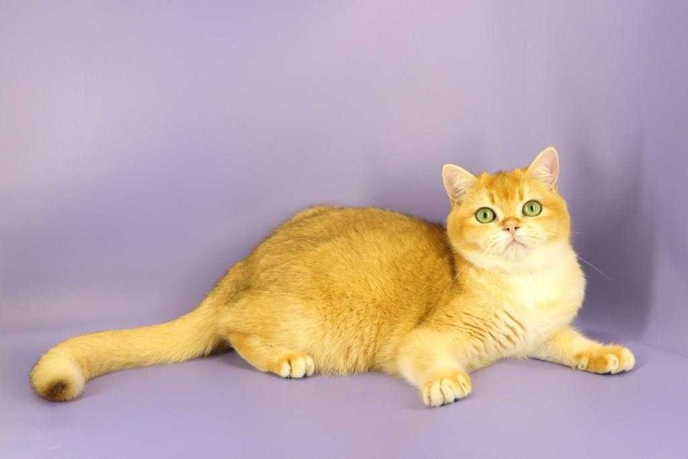 Зеленоока британська золота шиншила