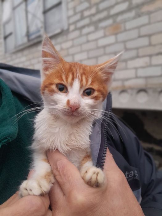 Маленька дівчинка в добрі руки