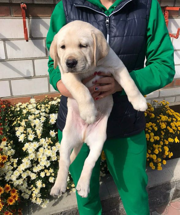 Продам дівчинку Палевого Лабрадора