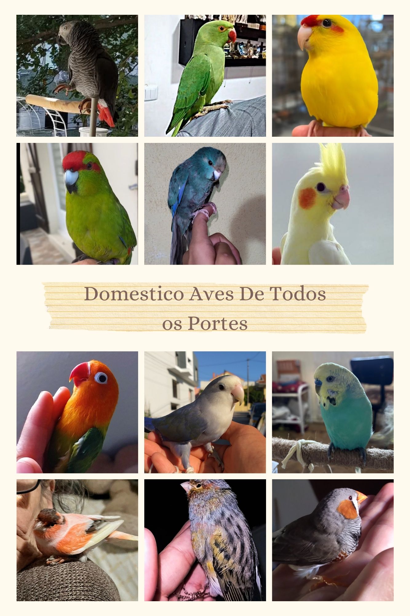 Domestico Aves de todos os tamanhos