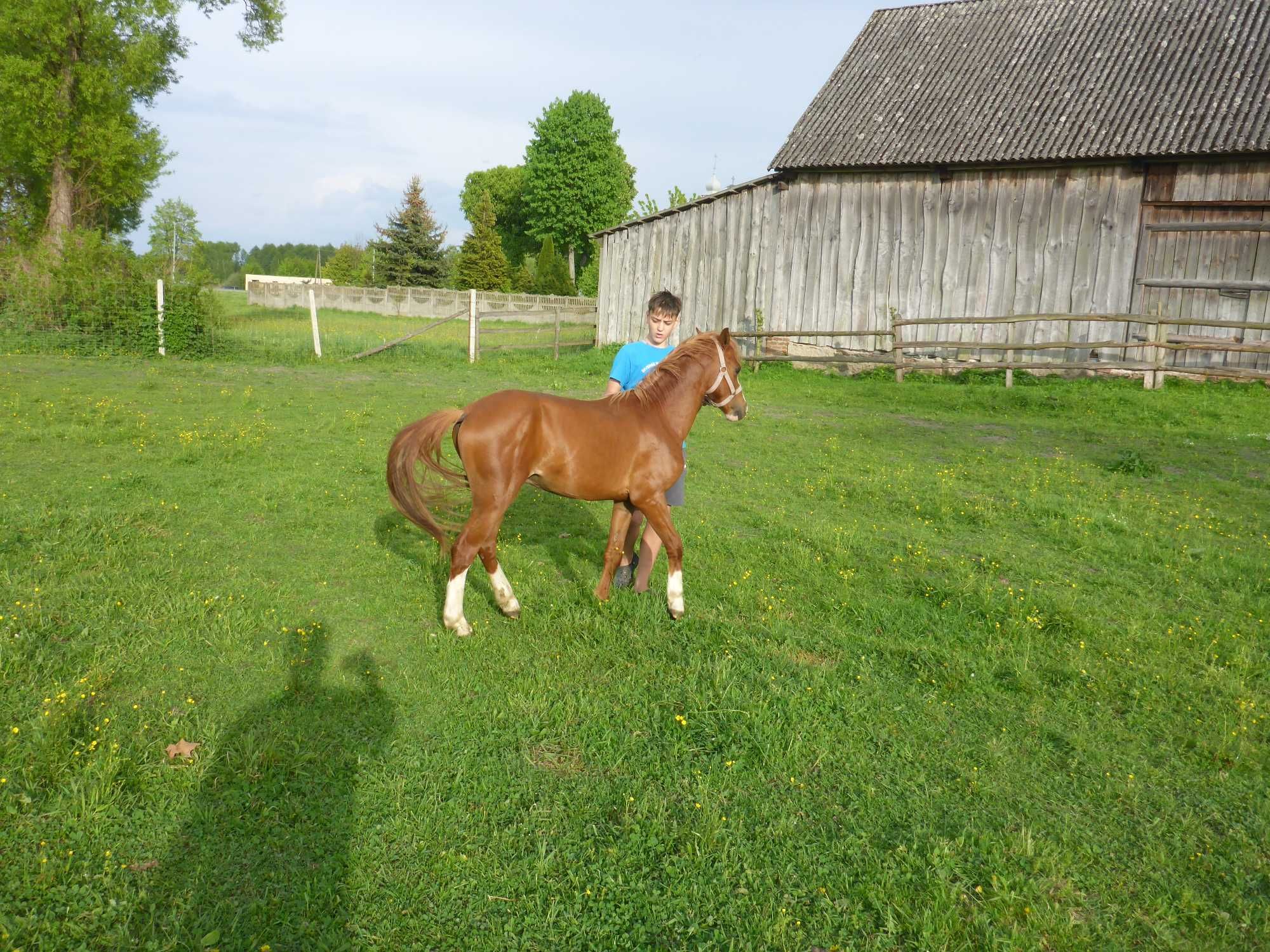 kuc walijski ‼️ 2 lata ‼️ WELSH COB PONY kucyk MEGA GŁOWA dla dzieci