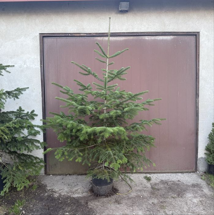 Jodła kaukaska (Abies nordmanniana)