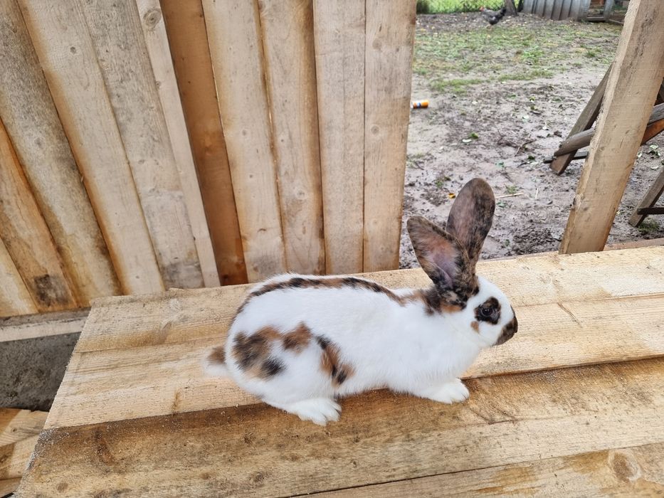 Німецький строкач