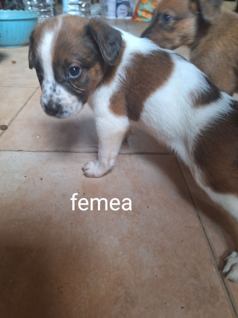 Cachorrinhos porte médio
