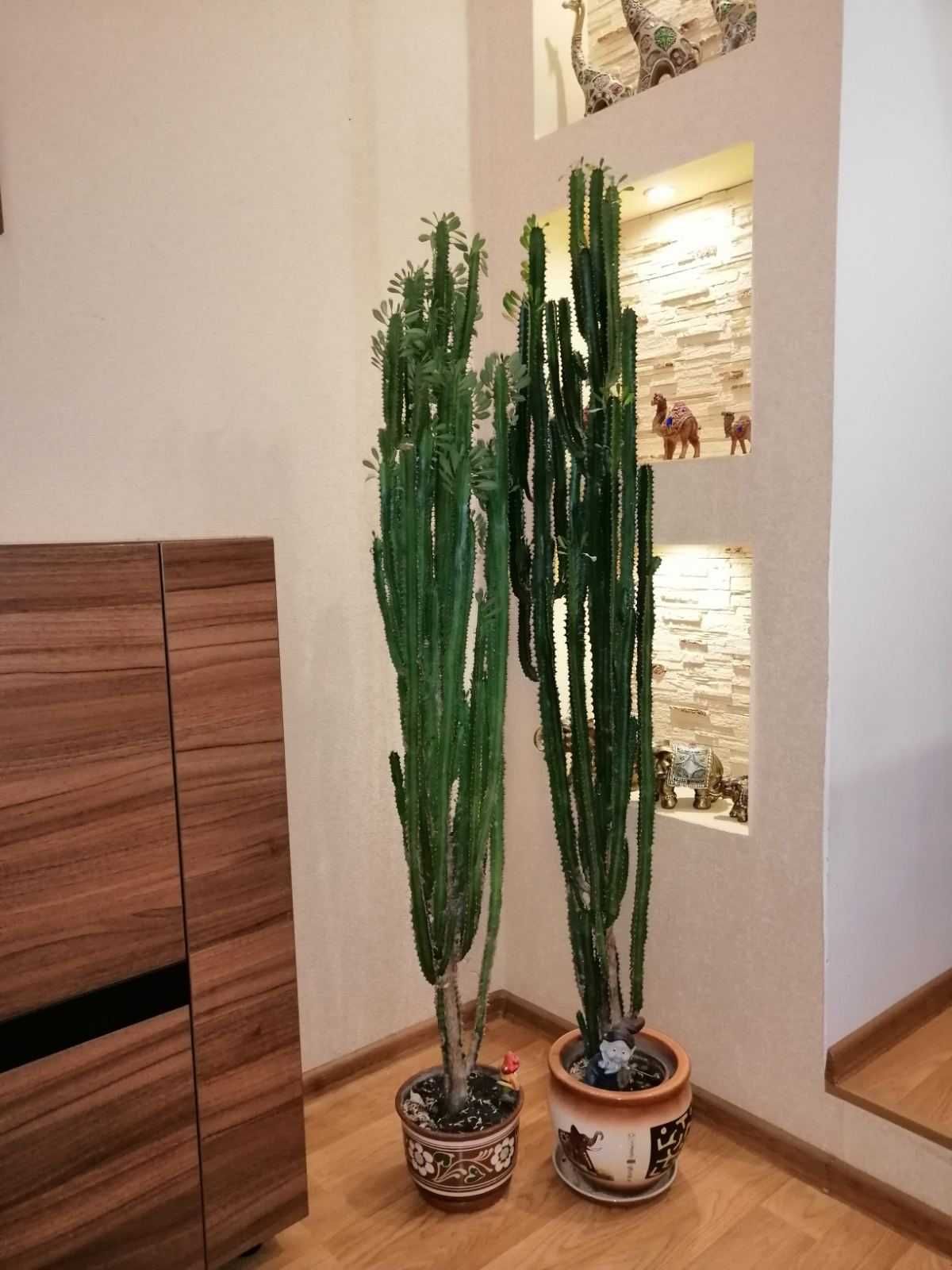 Кімнатні квіти з вазонами, розпродаж