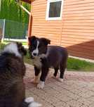 Border collie czarno-biała sunia  ZKwP FCI