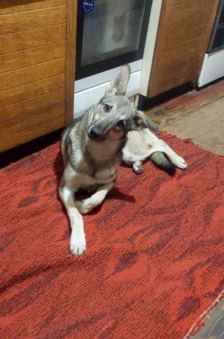 Цуценята в добрі руки