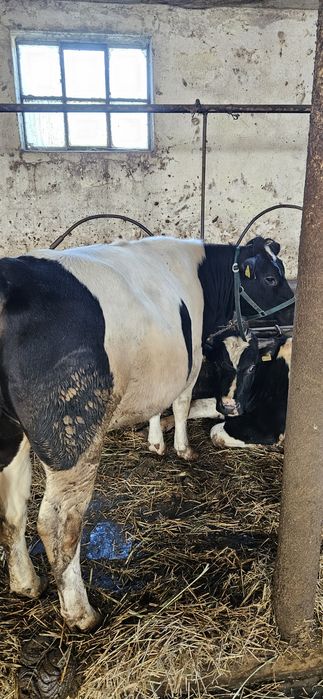 Jałówka wysokocielna