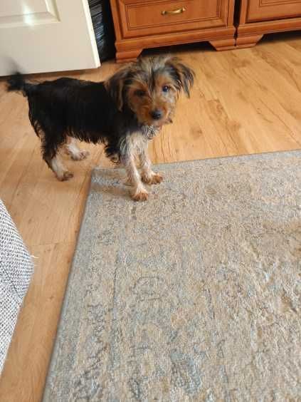 Yorkshire Terrier szczenię