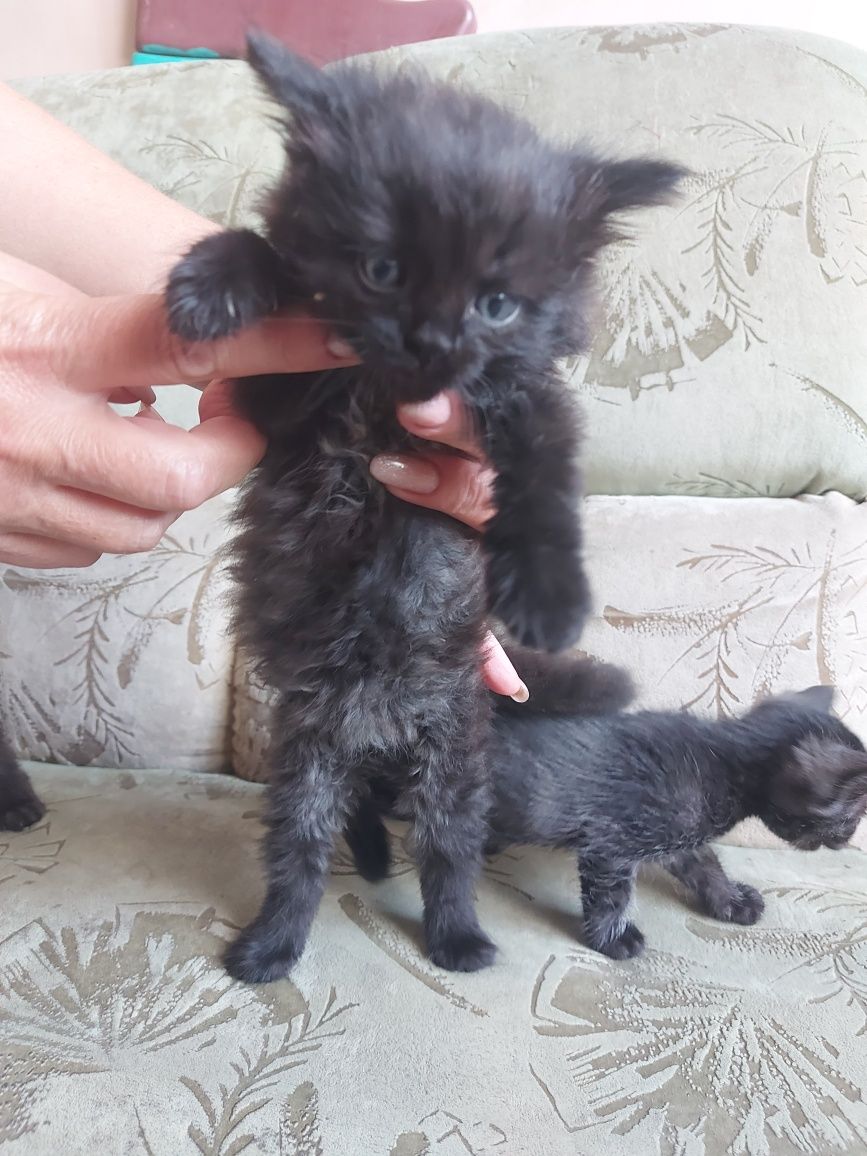Віддам в добрі руки кошенят