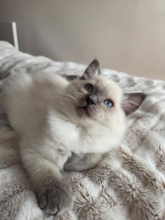 Cudowny kocurek blue Ragdoll FPL