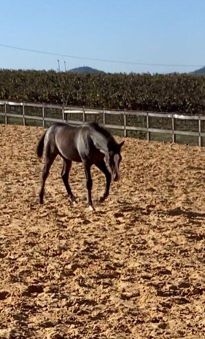 Poldro de 6 meses by Moorlands Totilas