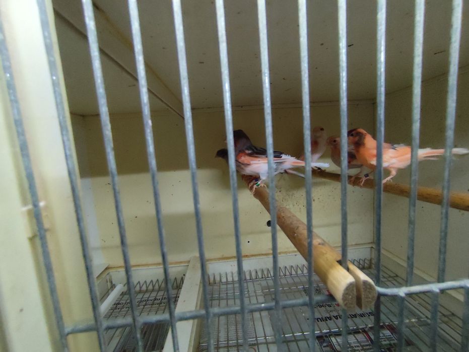 Canários Amarelos