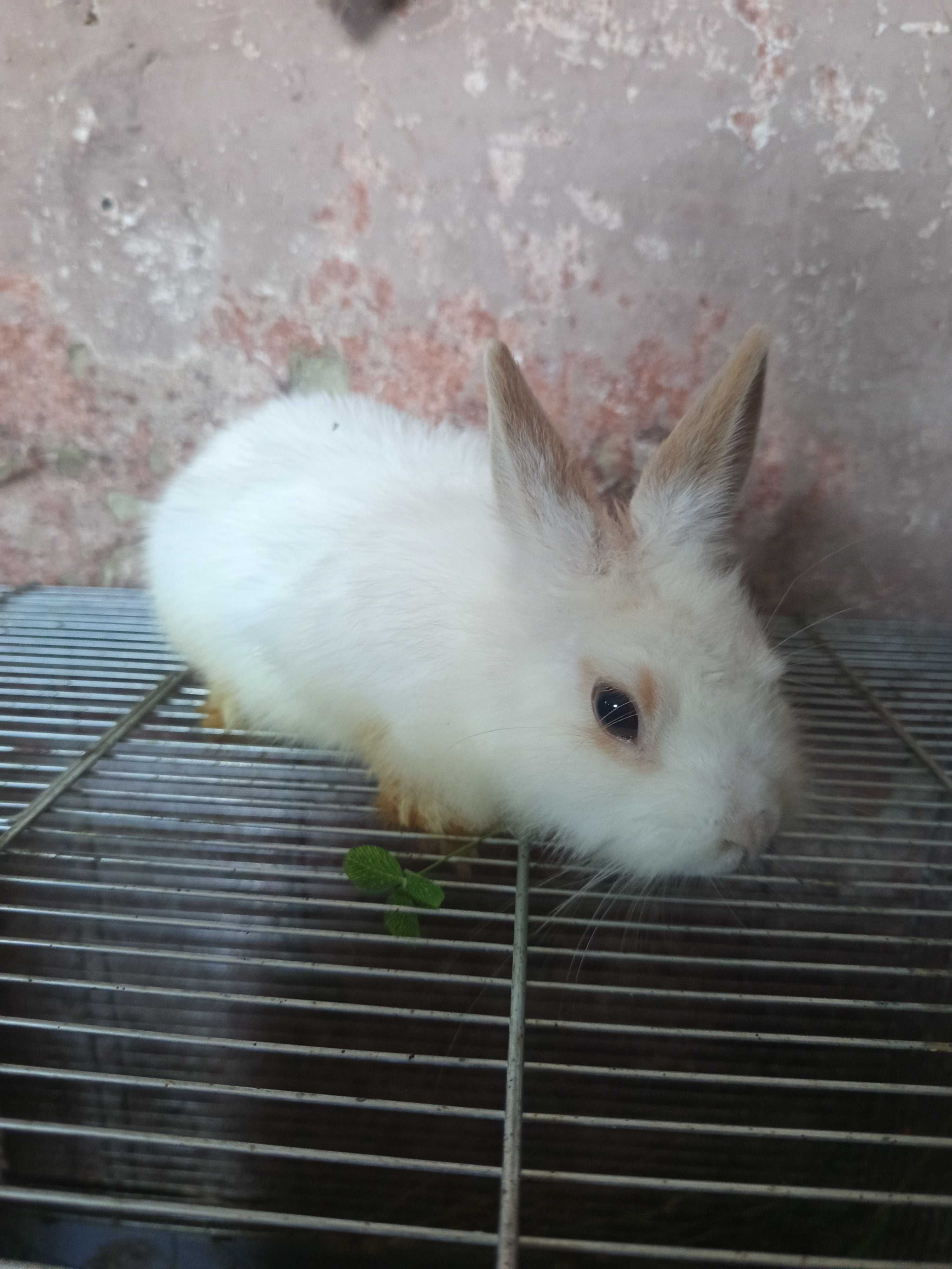 Królik miniaturka