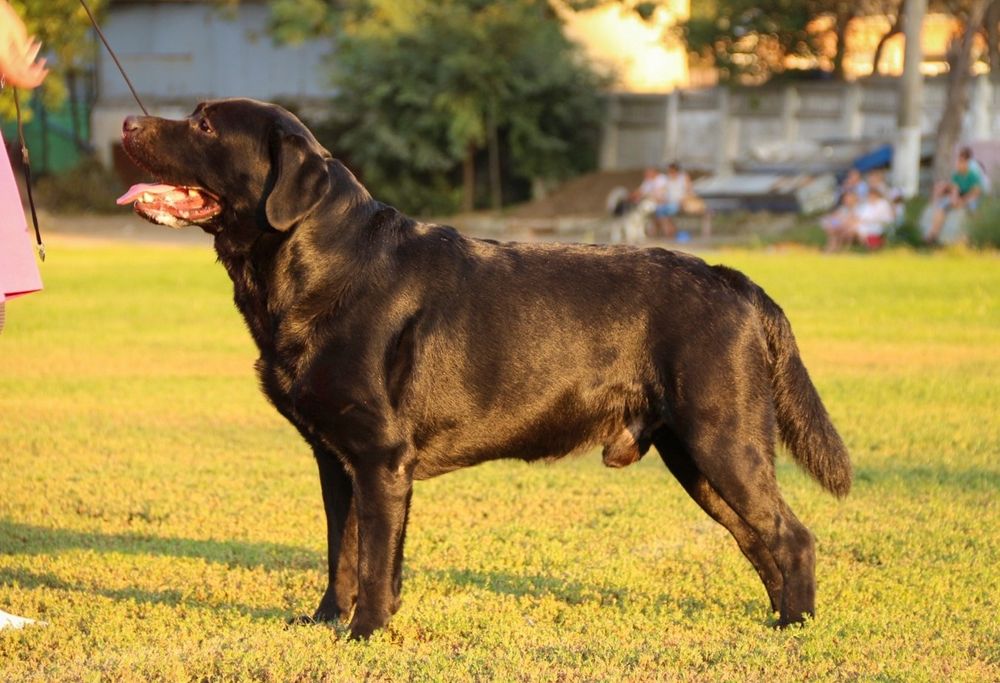 Лабрадор Ретривер Предлагается для Вязки
