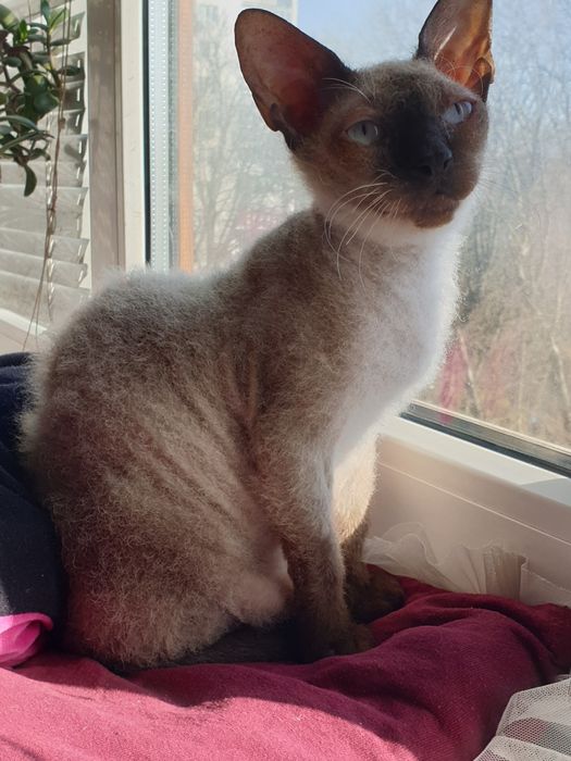 Канадський сфінкс велюрова дівчинка