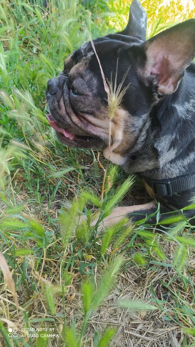 Француз ищет француженку