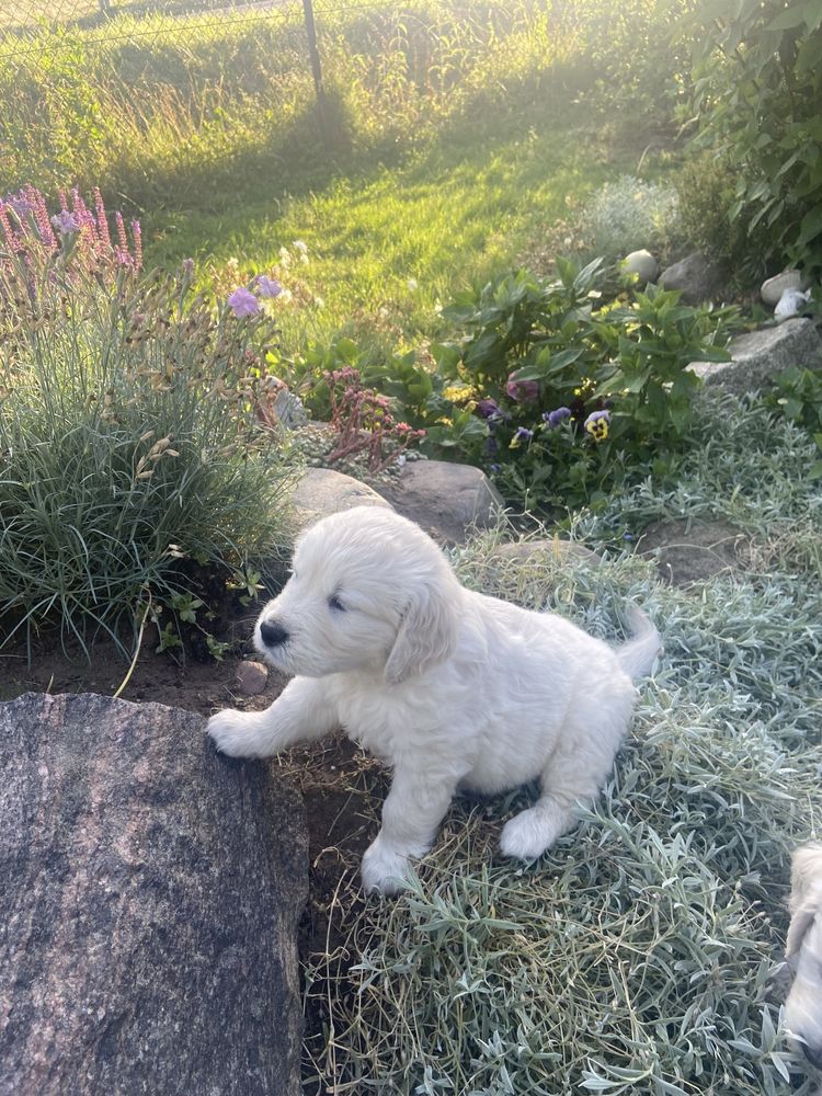 Szczeniak Golden Retriver