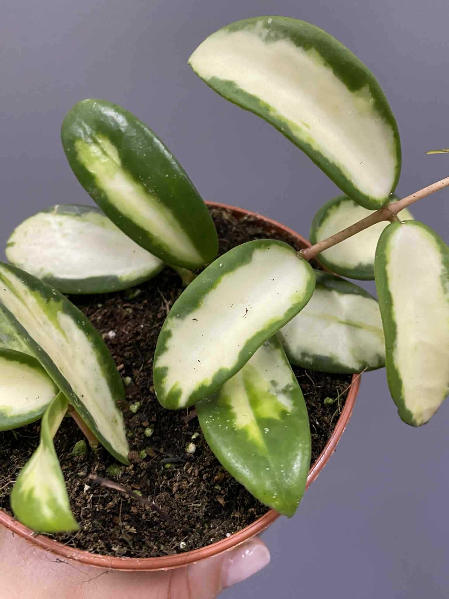 Hoya Verticillata variegata Hoja