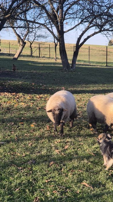 Baran tryk czarnogłówka